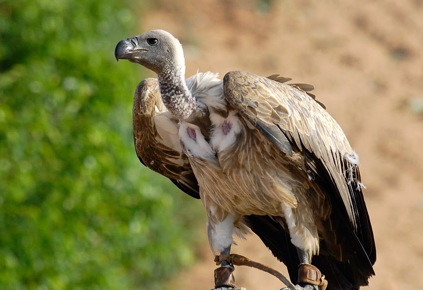 Loreto: La Giganta de Buitres&nbsp;Verdes