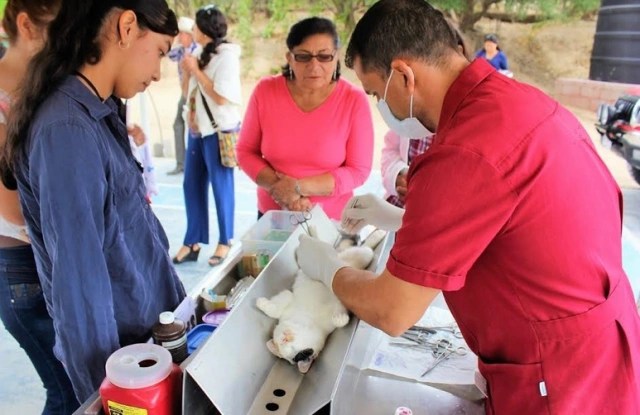 MULEGÉ: ¡Campaña de esterilización para perros y&nbsp;gatos!