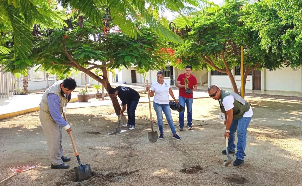 Mil palmas para colonias de Cabo&nbsp;San&nbsp;Lucas