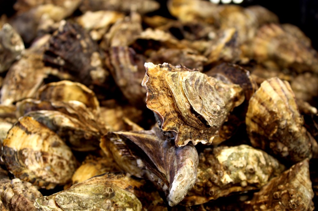 Gobierno del Estado busca incrementar producción de&nbsp;ostión