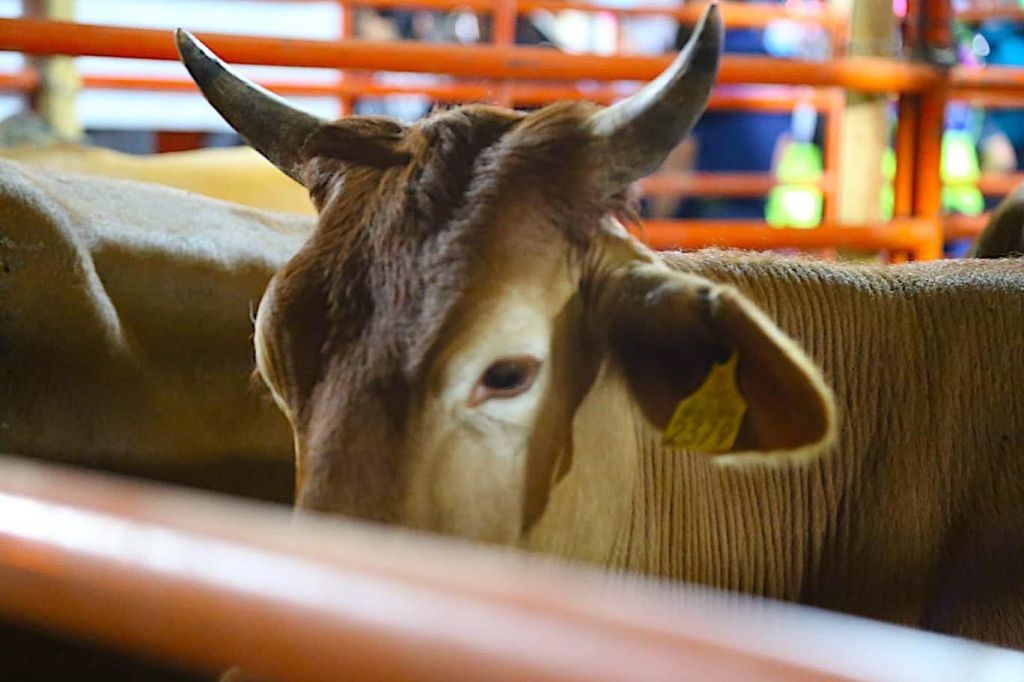 En Los Cabos, el Gobierno Municipal se prepara para la sequía con programas en apoyo a ganaderos y&nbsp;productores