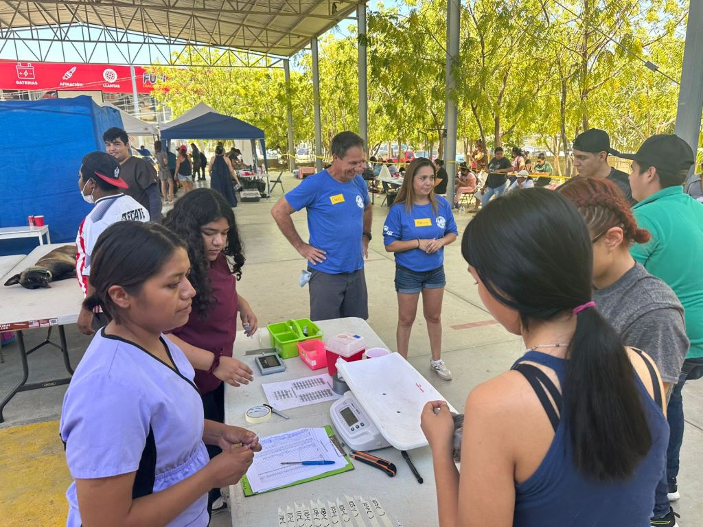 El Gobierno de Los Cabos y la Jurisdicción Sanitaria han realizado un total de 196 esterilizaciones caninas y&nbsp;felinas