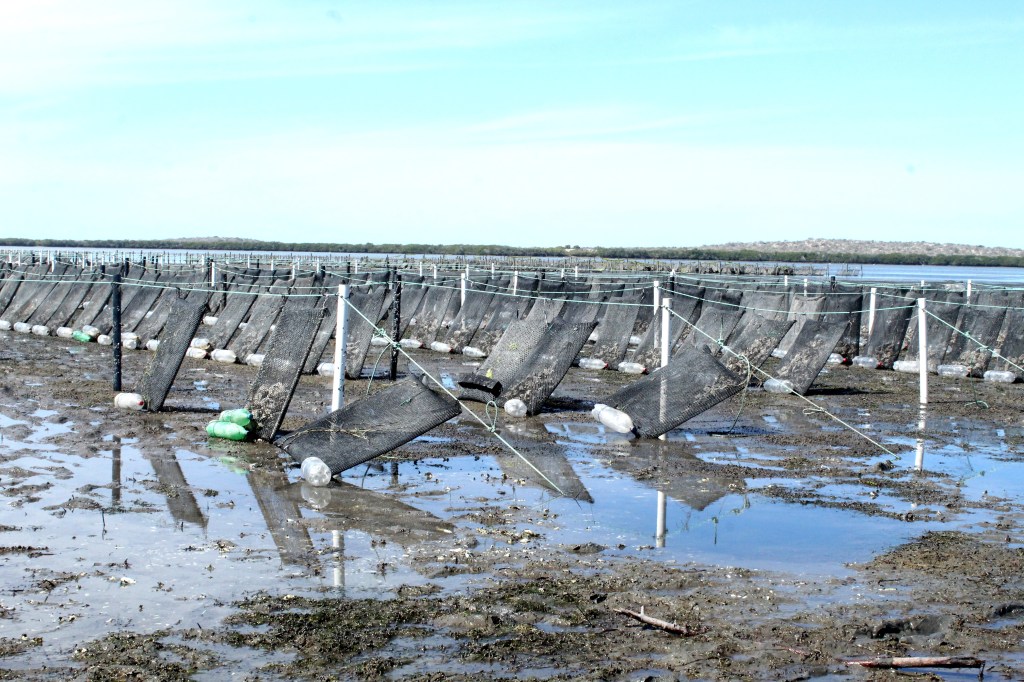 IMPULSA GOBIERNO LA ACUACULTURA DE OSTIÓN EN BAJA CALIFORNIA&nbsp;SUR