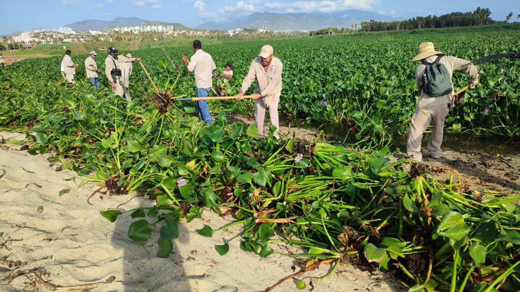 Se acordó reforzar acciones de conservación inmediatas en el humedal, derivado de una reunión urgente convocada por la Dirección General de Ecología y Medio&nbsp;Ambiente