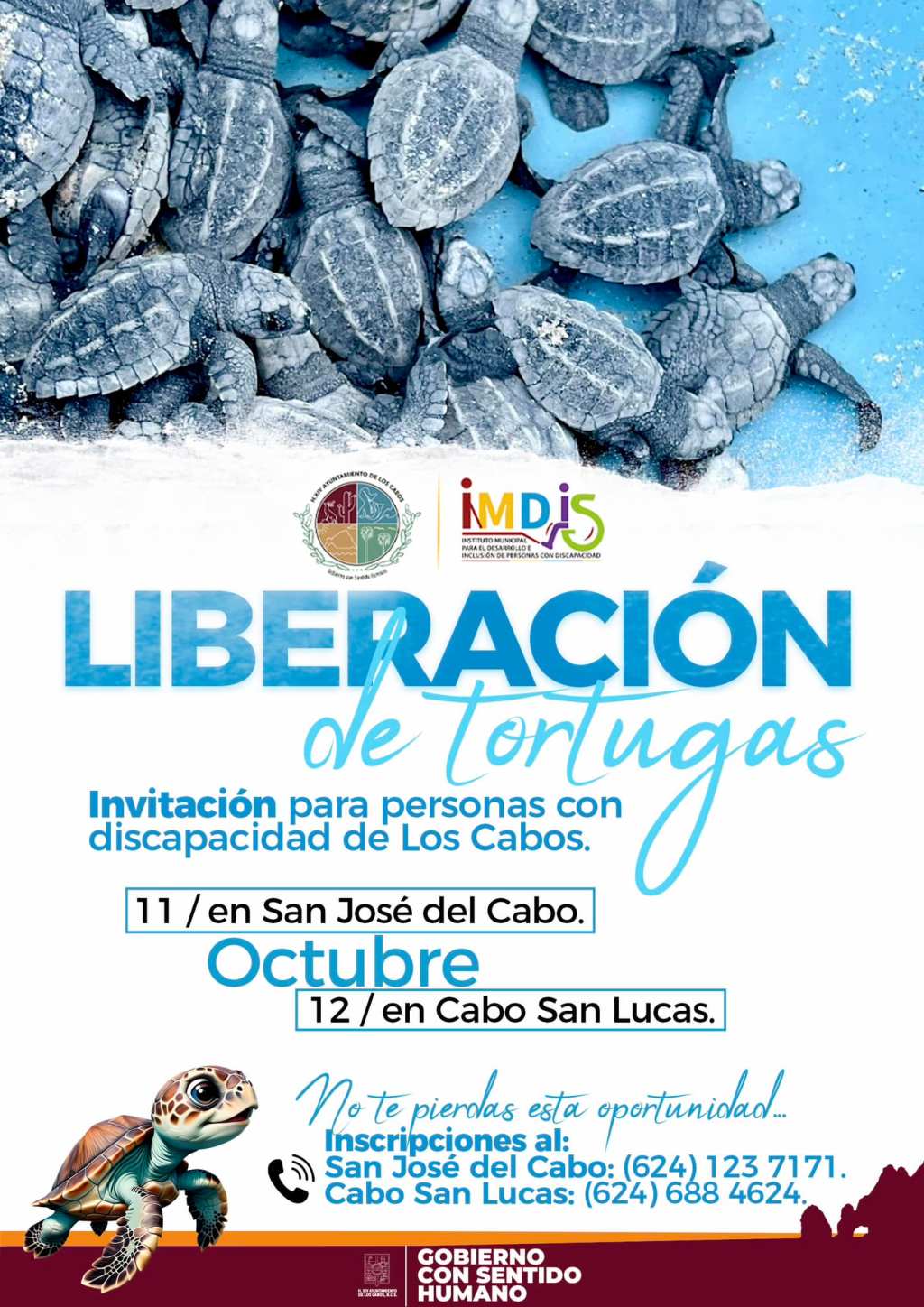 El Gobierno de Los Cabos que preside el alcalde Oscar Leggs Castro, a través del  IMDIS, ya se encuentran listos para liberar tortugas en San José del Cabo y Cabo San Lucas este 11 y 12 de&nbsp;octubre.