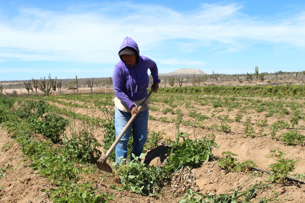 RECONOCE GOBIERNO DEL ESTADO LABOR DE LA MUJER&nbsp;RURAL