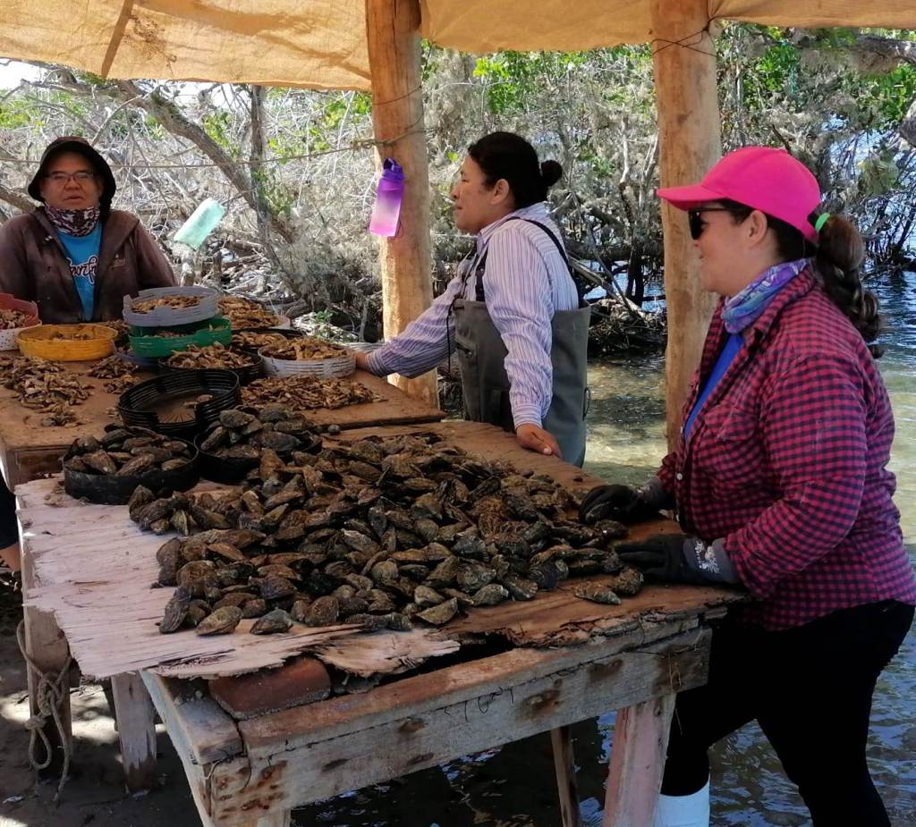 APOYA SEPADA A MUJERES DEL SECTOR ACUÍCOLA Y PESQUERO CON MÁS DE 5&nbsp;MDP