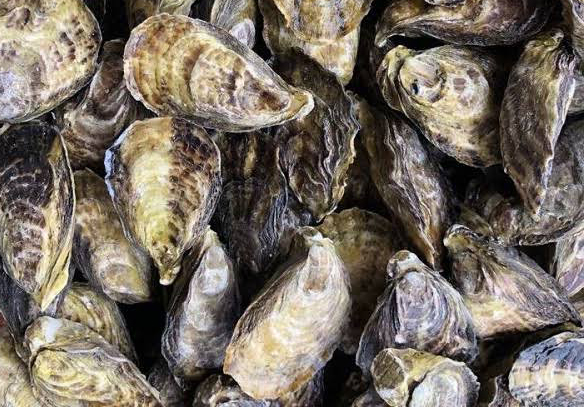 SUSPENDE TEMPORALMENTE COEPRIS LA EXTRACCIÓN DE MOLUSCOS BIVALVOS EN PUERTO ADOLFO LÓPEZ&nbsp;MATEOS