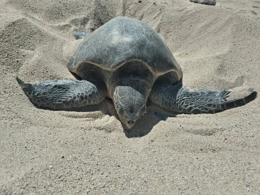 Se redoblan los recorridos en la costa, principalmente por zonas identificadas con mayores llegadas de tortugas marinas para sus&nbsp;anidaciones.