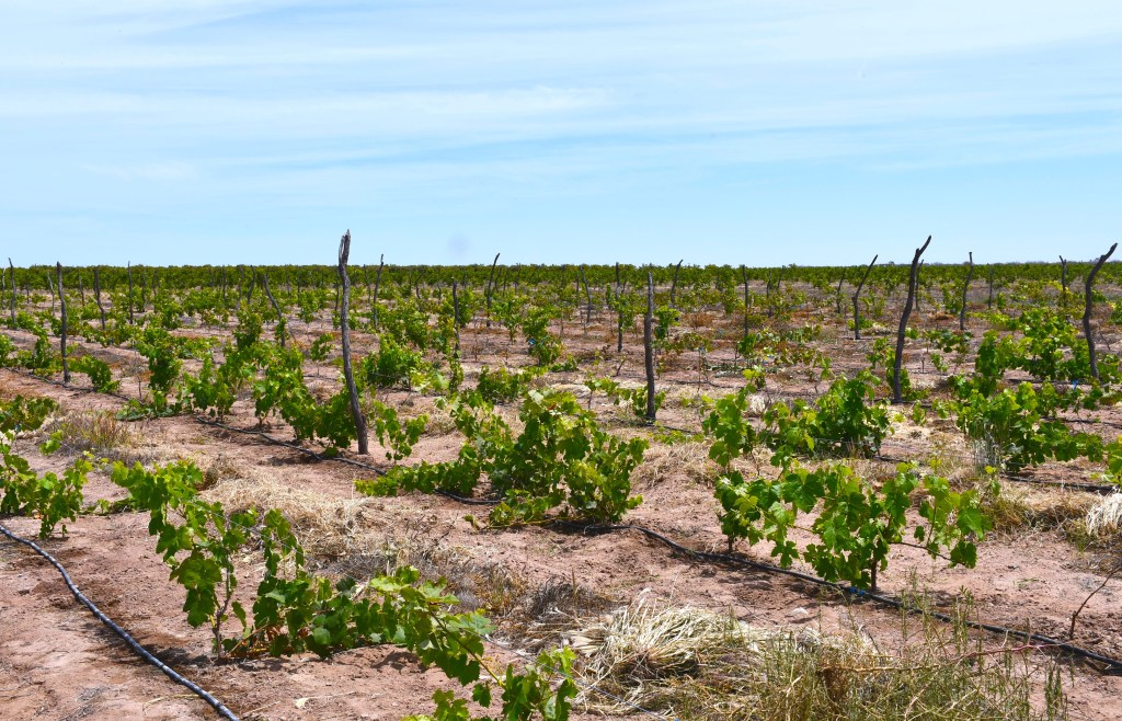 BCS DESTACA EN PRODUCCIÓN DE CULTIVOS DE&nbsp;CALIDAD