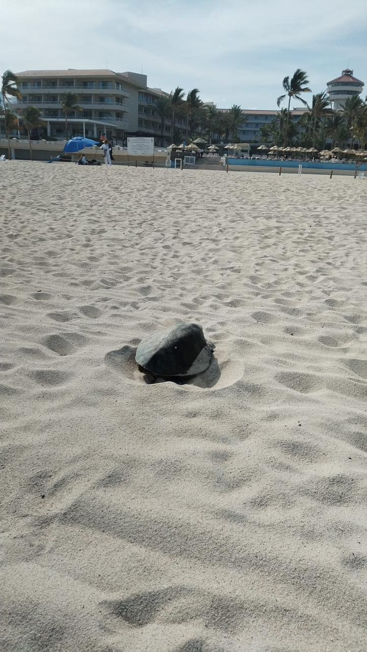 Alrededor de 1 mil nidos de tortugas marinas están siendo protegidos, a través de 21 corrales y cámaras de incubación, que se ubican a lo largo de las costas del&nbsp;municipio.