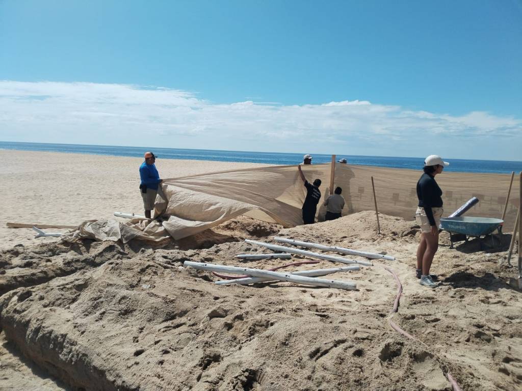 La Dirección Municipal de Recursos Naturales y Vida Silvestre a través del Programa Municipal de Protección a la Tortuga Marina, instaló un corral de incubación&nbsp;más.