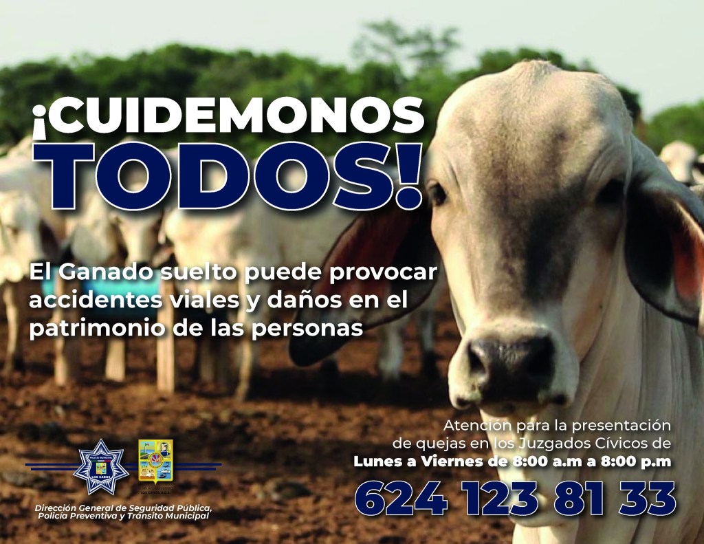 Ayuntamiento de Los Cabos implementa acciones para abordar el ganado&nbsp;suelto