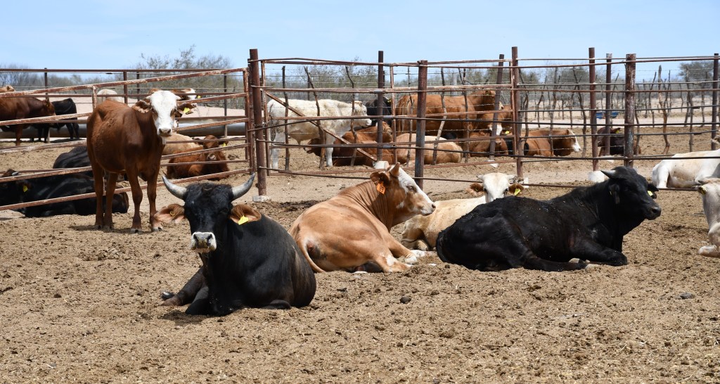 PRESENTA SEPADA PLAN EMERGENTE PARA DISMINUIR EFECTOS DE LA SEQUÍA EN&nbsp;BCS.