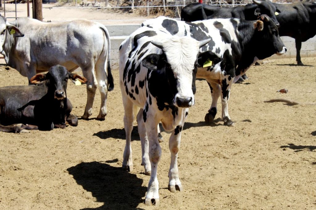 Ayuntamiento de Los Cabos implementa plan para combatir la sequía y apoyar a&nbsp;productores