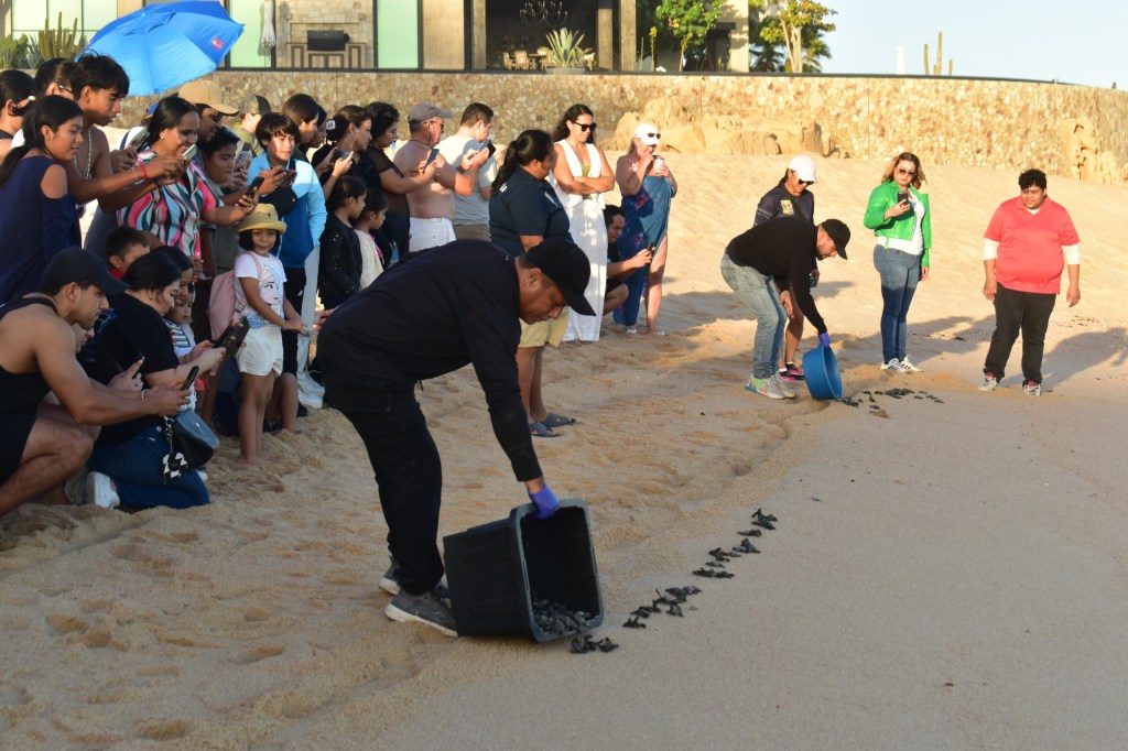 Liberación de Tortugas Golfinas en Los Cabos Refuerza el Compromiso con la Preservación del Medio&nbsp;Ambiente