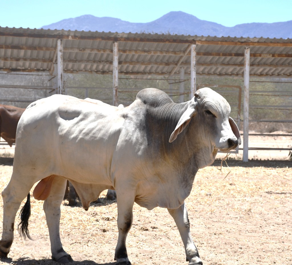 Gobierno de Baja California Sur Invierte 15.6 MDP en Sanidad Animal en&nbsp;2024