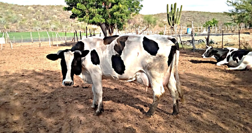 Gobierno de BCS Refuerza Estrategias para Mantener la Sanidad&nbsp;Animal