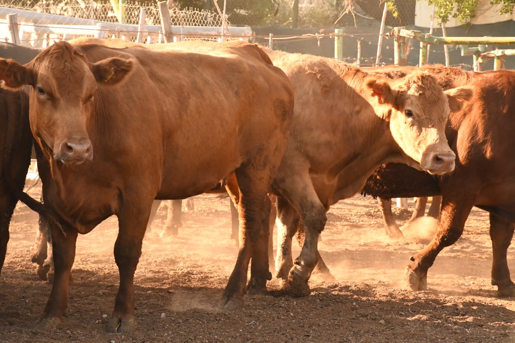 Inicia Gobierno del Estado actualización del Padrón&nbsp;Ganadero.