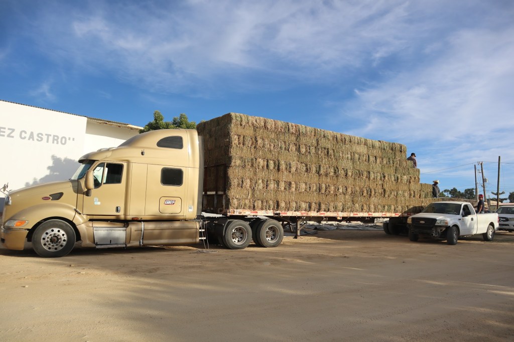 Inicia Ayuntamiento de Los Cabos entrega de alfalfa a bajo costo para productores ganaderos (18 de Enero&nbsp;2026).
