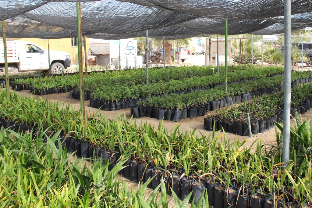 Fortalece Gobierno del Estado acciones de reforestación en Baja California&nbsp;Sur.